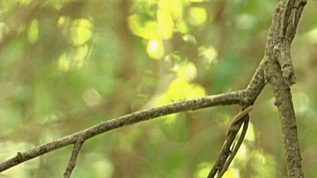 Western Flycatcher (Pacific-slope) - ML201785521