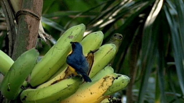 Yellow-throated Euphonia - ML201785531