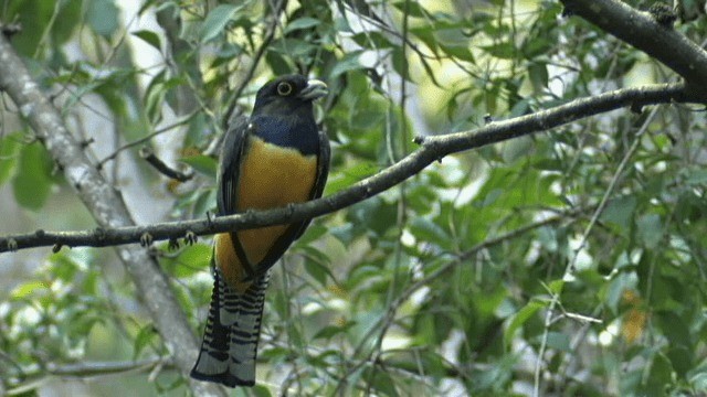 trogon podvazkový - ML201785611