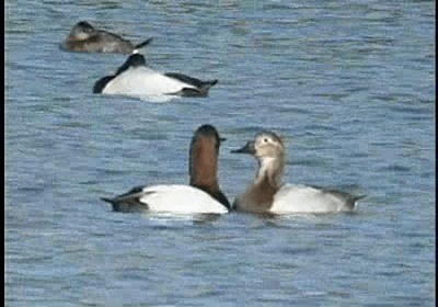 Canvasback - ML201785641