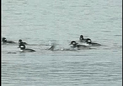 Bufflehead - ML201785651