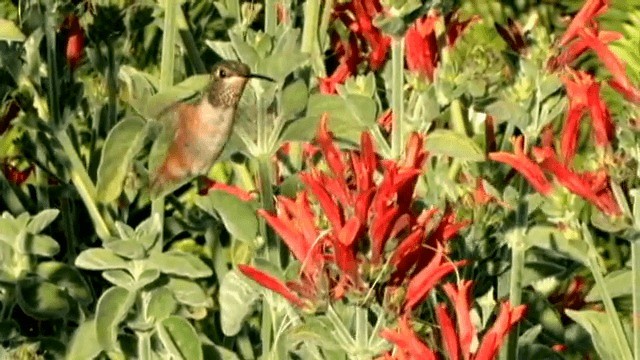 Colibrí de Allen - ML201785821