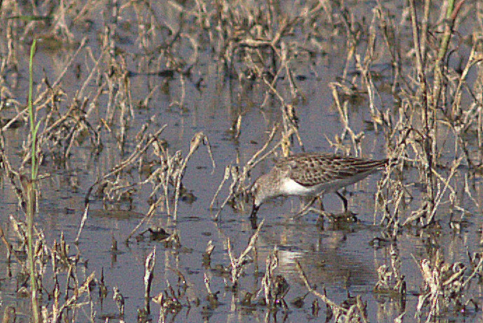 Semipalmated Sandpiper - ML20178601