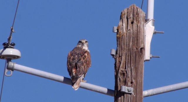 Ferruginous Hawk - ML201786191