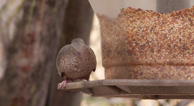 Common Ground Dove - ML201786261