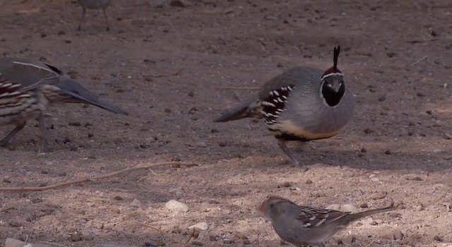 Gambel's Quail - ML201786271