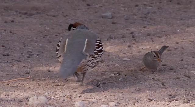 Gambel's Quail - ML201786281