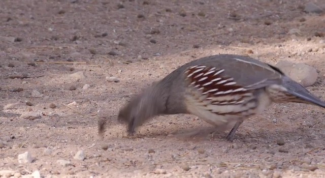 Gambel's Quail - ML201786291