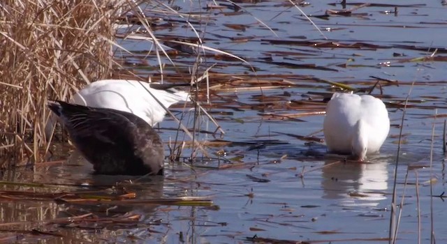 Snow Goose - ML201786311