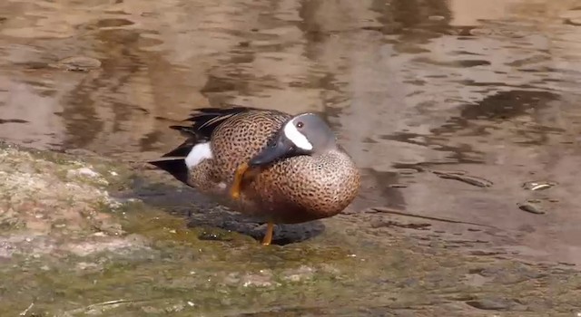 Blue-winged Teal - ML201786351