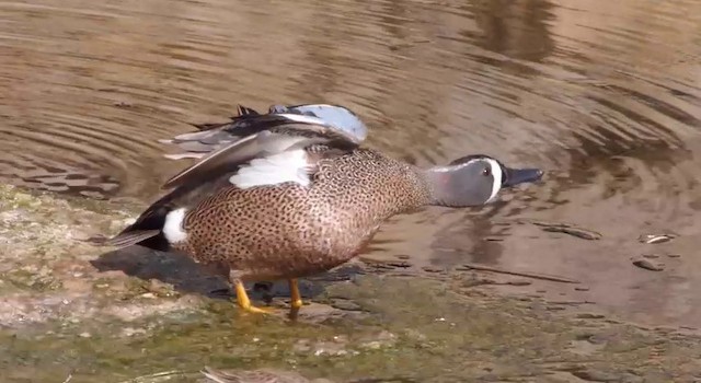 Blue-winged Teal - ML201786361