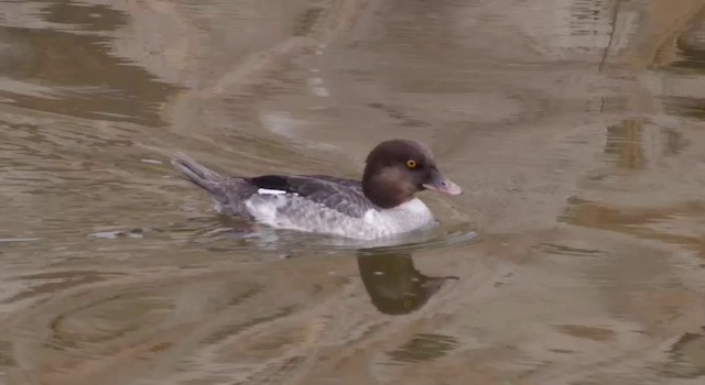 Common Goldeneye - ML201786381