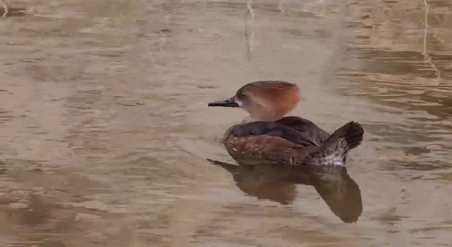 Hooded Merganser - ML201786411