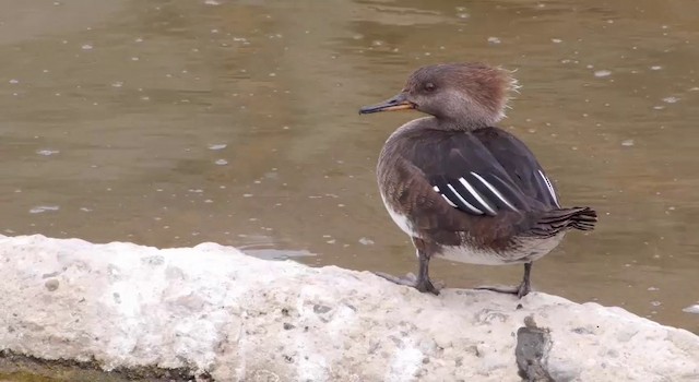 Hooded Merganser - ML201786431