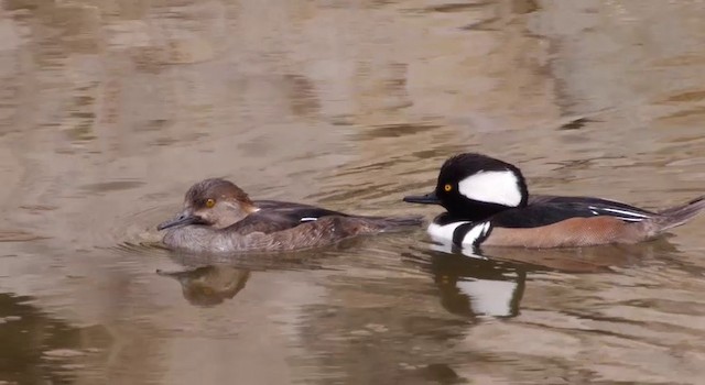 Hooded Merganser - ML201786451