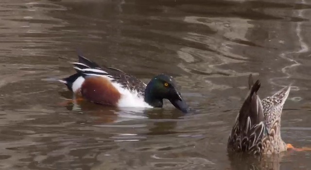 Northern Shoveler - ML201786461