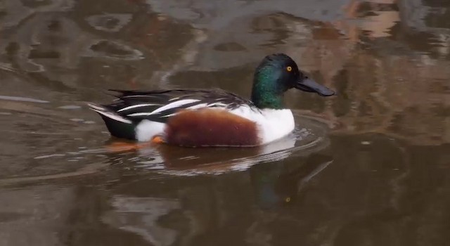 Northern Shoveler - ML201786471