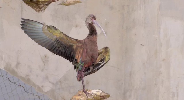 White-faced Ibis - ML201786501