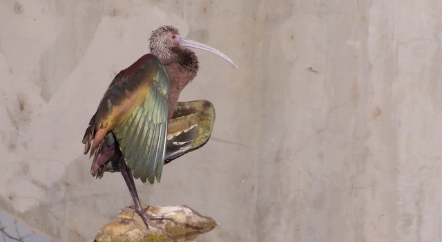 White-faced Ibis - ML201786511