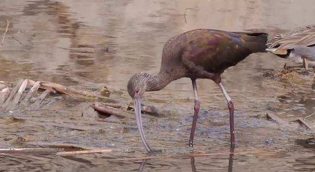 White-faced Ibis - ML201786521