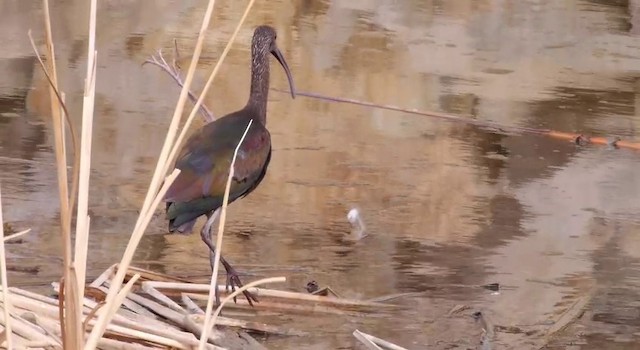 White-faced Ibis - ML201786531