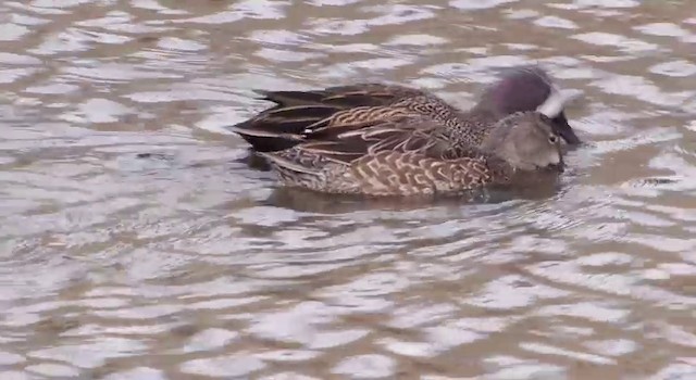 Blue-winged Teal - ML201786561