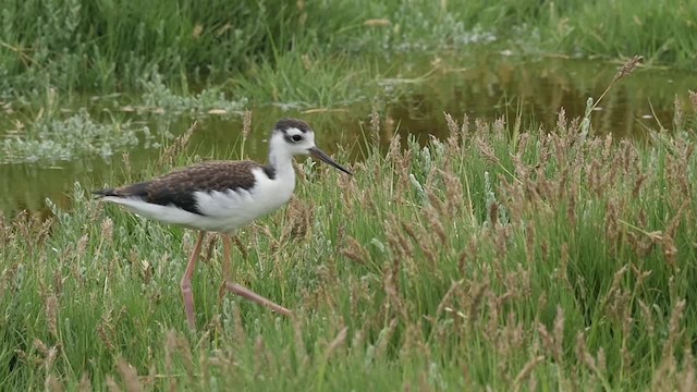 Black-necked Stilt (Black-necked) - ML201786651