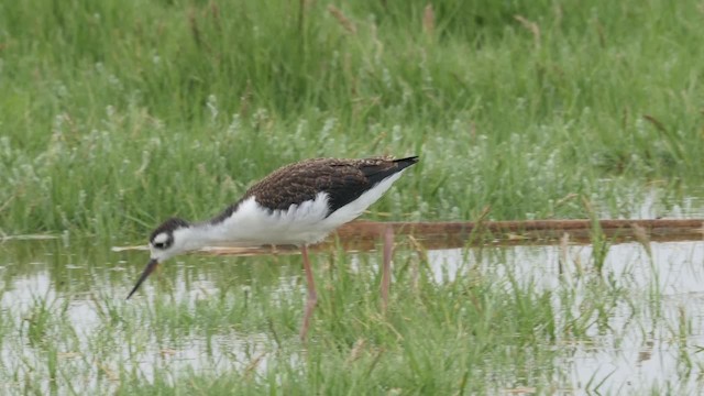 Black-necked Stilt (Black-necked) - ML201786661