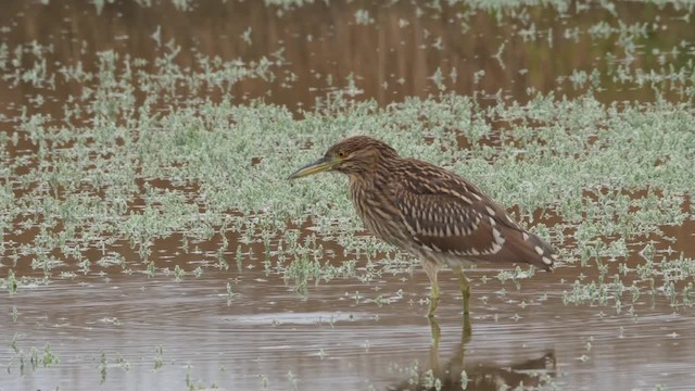 Black-crowned Night Heron (American) - ML201786701