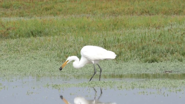 Большая белая цапля (egretta) - ML201786721