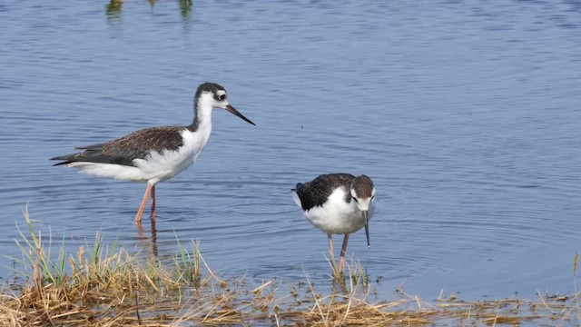 Black-necked Stilt (Black-necked) - ML201786781