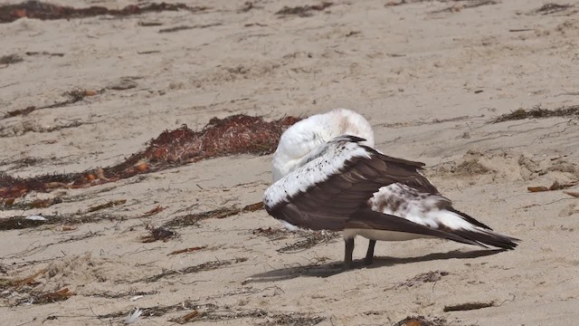 Nazca Booby - ML201786991