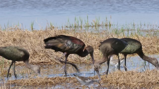 White-faced Ibis - ML201787061