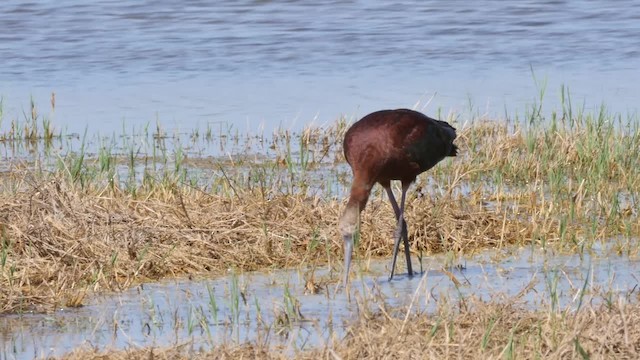 White-faced Ibis - ML201787071