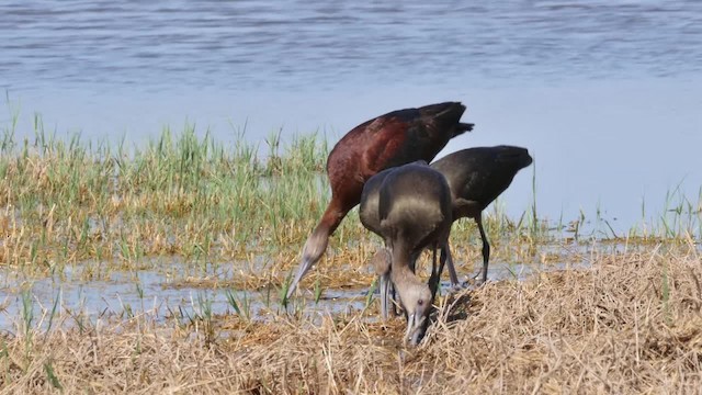 White-faced Ibis - ML201787081