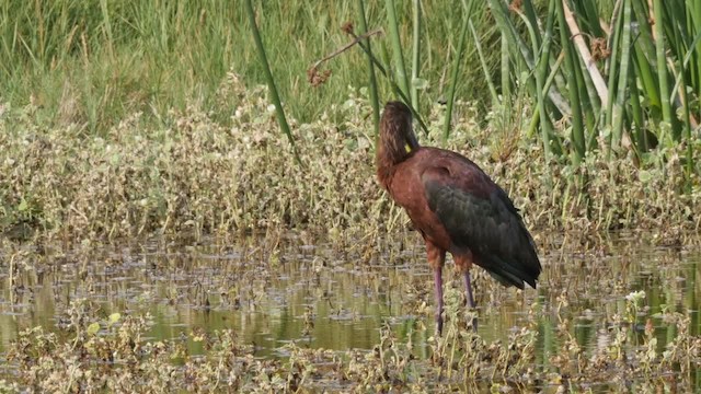 White-faced Ibis - ML201787181