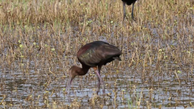 White-faced Ibis - ML201787191