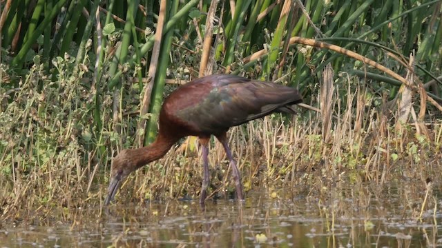 White-faced Ibis - ML201787201