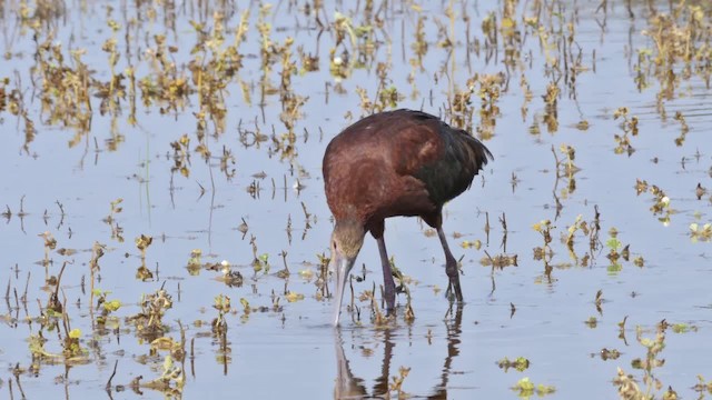 White-faced Ibis - ML201787211