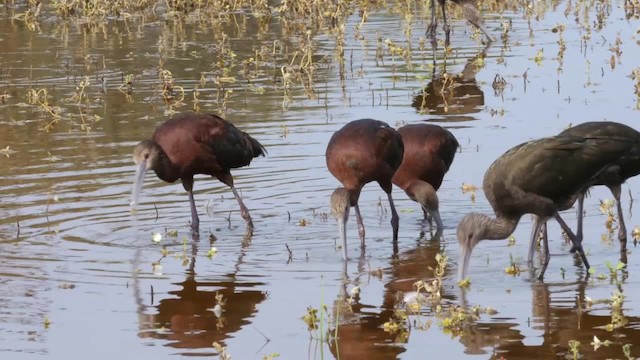 White-faced Ibis - ML201787221