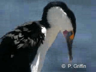 Pied Cormorant - ML201787261