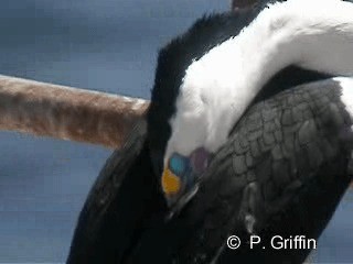 Pied Cormorant - ML201787281