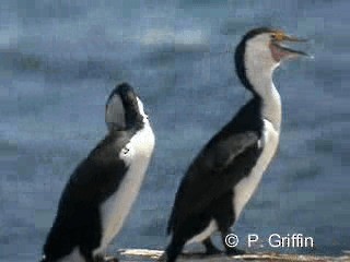 Pied Cormorant - ML201787311