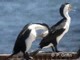 Pied Cormorant - ML201787321