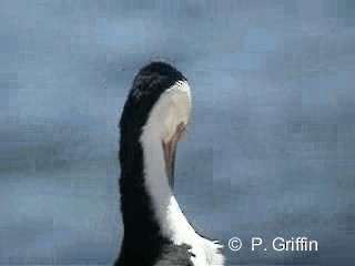 Pied Cormorant - ML201787331