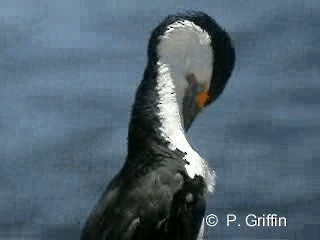 Pied Cormorant - ML201787341