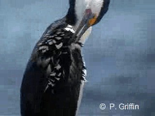 Pied Cormorant - ML201787351