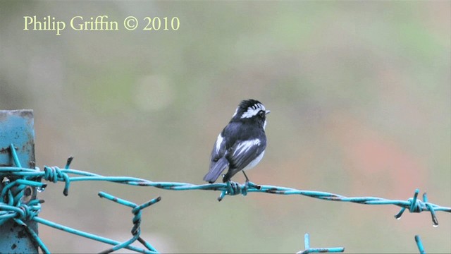 Little Pied Flycatcher - ML201787411