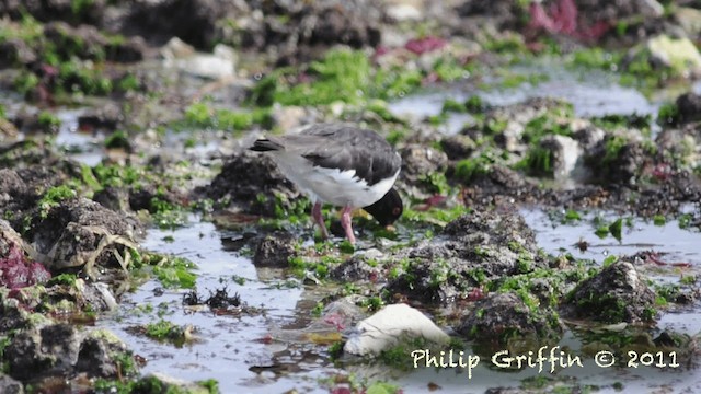 South Island Oystercatcher - ML201787421