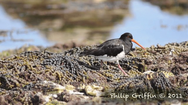 South Island Oystercatcher - ML201787431